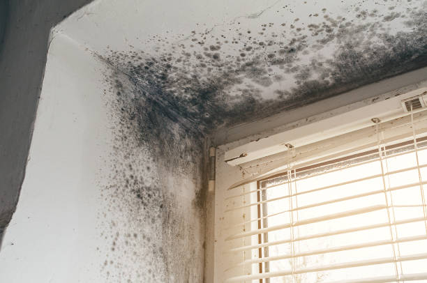 Affordable Mold Cleanup solutions in Carrboro, NC